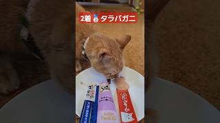 2着🥈🏇　#ネコ #茶トラ #保護猫 #捨て猫 #にゃんこ #猫 #ねこ #shorts #猫動画 #ねこ動画 #cat #shortvideo #ちゅーる #猫のいる暮らし #ねこのいる生活 #メス