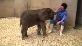 アフリカゾウの赤ちゃん（愛媛県立とべ動物園）