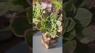 자리잡고 예뻐지고있는 안나금..🥰 #다육들의향연 #오드리화분 #succulent