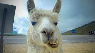 Cute Llamas 😍😂 Funny and Cute Llamas(Part 2) [Funny Pets]