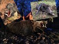 Wild Boar hunting,Battue aux sangliers,Schwarzwild drückjagd 2020