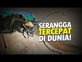 Ganas seperti Harimau, Cepat seperti Cheetah #AlamSemenit