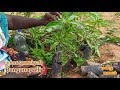 ஓட்டு செடி வளர்ப்பது எப்படி...graft for mango tree mangograft grafting plantgraft mangotrees