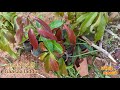 ஓட்டு செடி வளர்ப்பது எப்படி...graft for mango tree mangograft grafting plantgraft mangotrees