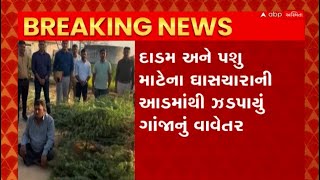 Banaskantha : બનાસકાંઠાના કુંડા ગામમાંથી ઝડપાયું ગાંજાનું વાવેતર