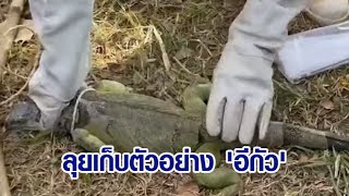 กรมอุทยานฯ ลุยสำรวจ เก็บตัวอย่าง 'อีกัวนาเขียว' ระบาดหนักลพบุรี