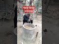 গরুর জিহ্বা কামড়ানোর কারন