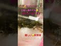 おたまじゃくし かわいい いやし 初心者 かえる なつく うわーマジ大変かも。六匹目誕生しました♪名前は、来夢にしようかな😀💕🫰　ラストのカエルちゃん🐸にしますね🫶ありがとう