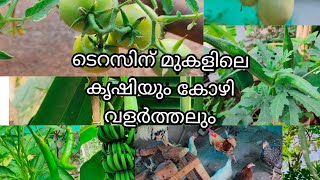 ടെറസിന് മുകളിലെ ഉപ്പാന്റെ കൃഷിയും കോഴി വളർത്തലും#agriculture #kozhifarm#openterass