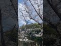 高知が桜🌸開花宣言してました。もうすぐですねぇ桜の季節😆 春 桜 spring