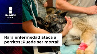 ¡Alerta en EU! por rara enfermedad  en perritos, puede ser mortal y es resistente a los antibióticos