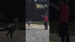 【掛川花鳥園】ヘビクイワシ「キック」　必殺！ジャンプキック！！