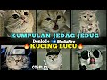 KUMPULAN JEDAG JEDUG KUCING LUCU COSPLAY🔥