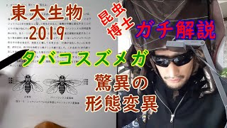 6－5－2. 昆虫博士のガチ東大生物解説～昆虫驚異の形態変異：タバコスズメガその１