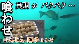 喰わせ　にんじんダンゴのレシピ…公開します。釣り小屋が作ったエサ盗りに強く、真鯛だけにターゲットを絞り喰わせる為、何度も試行錯誤…にんじん大量配合の喰わせダンゴの作り方…公開致します。