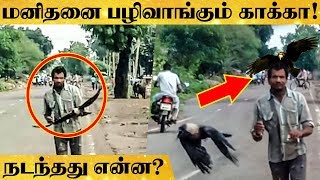 3 வருடம் விடாமல் பழிவாங்கும் காக்கா... உண்மை காரணம் என்ன? | RK