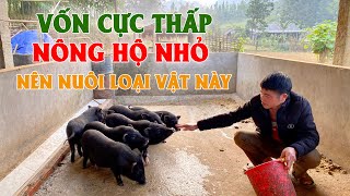 NUÔI LỢN ĐEN - Bí thư vùng cao kiếm hàng trăm triệu