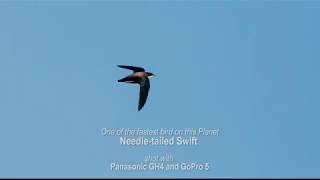 One of the fastest bird on this Planet |  Needle-tailed Swift  shot with Panasonic GH4 and GoPro 5