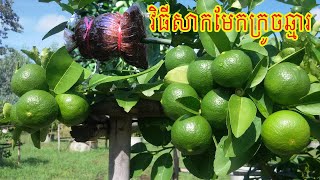 វិធីសាកមែកក្រូចឆ្មារ | How to graft lemom | Holiday agriculture