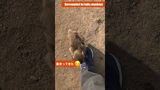 赤ちゃん猿がこっちに来た！ / monpai monyet サル お猿の国 小豆島 悲劇 子ザル #snowmonkey