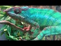 male panther chameleon up close