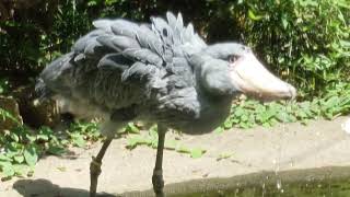 池の水を飲むアサンテ　ハシビロコウ　上野動物園　