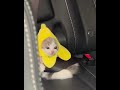 Милый котик memes мемы рандом смешное mem meme memesvideo funny animals cat