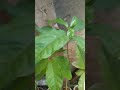 127 how to grow avocado seedlings indoors at home without soil you only need water hydroponics