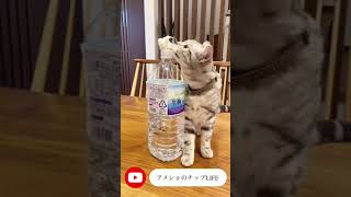 アメリカンショートヘアは、賢い猫ちゃん。＃shorts