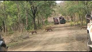 Tiger sighting at Tippeshwar Wildlife sanctuary, Yavatmal district 17 June morning Safari