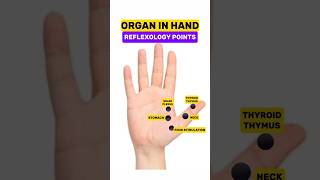 DIY ORGAN IN HAND #3/REFLEXOLOGY POINTS/ACUPRESSURE POINTS#viralshort #organinhand #acupressure