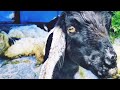 goat lover video goat life in the himalayas goat lifestyle