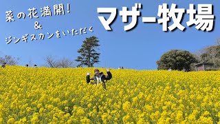 【2023春】菜の花満開シーズンのマザー牧場へ！丘の上の景色を楽しみ、美味しいジンギスカンをいただく。ニュージーから一時帰国中の友達と遊び尽くした日。千葉県富津市おすすめスポット