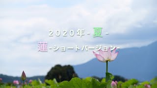 【風景動画】「蓮（ハス）-ショートバージョン-２０２０」