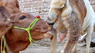 goat is feeding the cow calf | milking cow | Nikka Haji