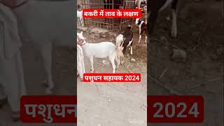 बकरी में ताव के लक्षण | Animal reproduction | Pashudhan sahayak #shortsfeed #shotsviral #jaldhari