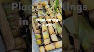 How to Grow Sugarcane - From Cuttings to Pots #shorts