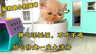 你见过巴掌大的猫咪吗？不吃不喝还脾气倔，最后给它建座公主洋房