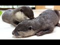 そっと手を握り手術後の痛みに耐えているカワウソの姿に涙 otter life day 897