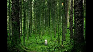 자연에서 쉬어가기 - 낮잠이 솔솔 오는 자연의 소리 Resting in Nature