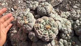 Peyote (Lophophora en hábitat)