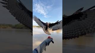 Training beautiful hawk Eagle #birds #eaglefly #eagle #amazing