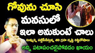 గోవును చూసి మనసులో ఇలా అనుకుంటేచాలు మిమ్మల్ని పట్టిపీడిస్తున్న శని గ్రహ దృష్టి దిష్టిదోషాలు chaganti