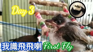 救援工作第三天 #紅耳鵯 幼鳥🐥 Day Three of Rescue Young Red-Whiskered Bulbul