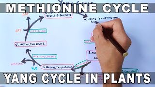 Methionine Cycle or Yang Cycle in Plants