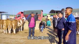 小牛降价，12头小公牛均重600多斤，均价一万出头贵不贵？ #养殖 #動物 #搞笑