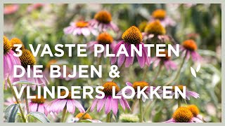 3 vaste planten die bijen en vlinders lokken 🐝🦋 | Echinacea, Agastache \u0026 Gaura I Angelo Dorny