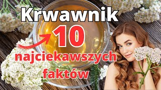 Krwawnik Pospolity🌿🌼, Właściwości i Zastosowanie. Zobacz, 🍵Jak To Zioło Może Zmienić Twoje Życie!😊🌼