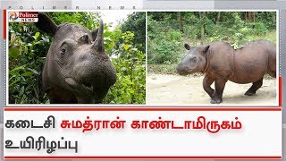 மலேசியா நாட்டின் கடைசி சுமத்ரான் காண்டாமிருகம் உயிரிழப்பு