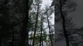 Coniferous Forest | Pine Trees and Bird Sounds